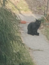 Found/Stray Unknown Cat last seen Near Paris Ave SE, Grand Rapids, MI, USA, Grand Rapids, MI 49503