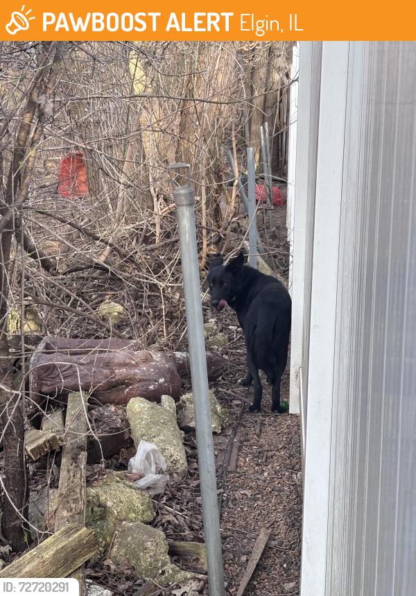 Found/Stray Female Dog last seen Near N shady Oaks Dr , Elgin, IL 60120