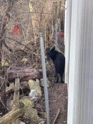 Found/Stray Female Dog last seen Near N shady Oaks Dr , Elgin, IL 60120