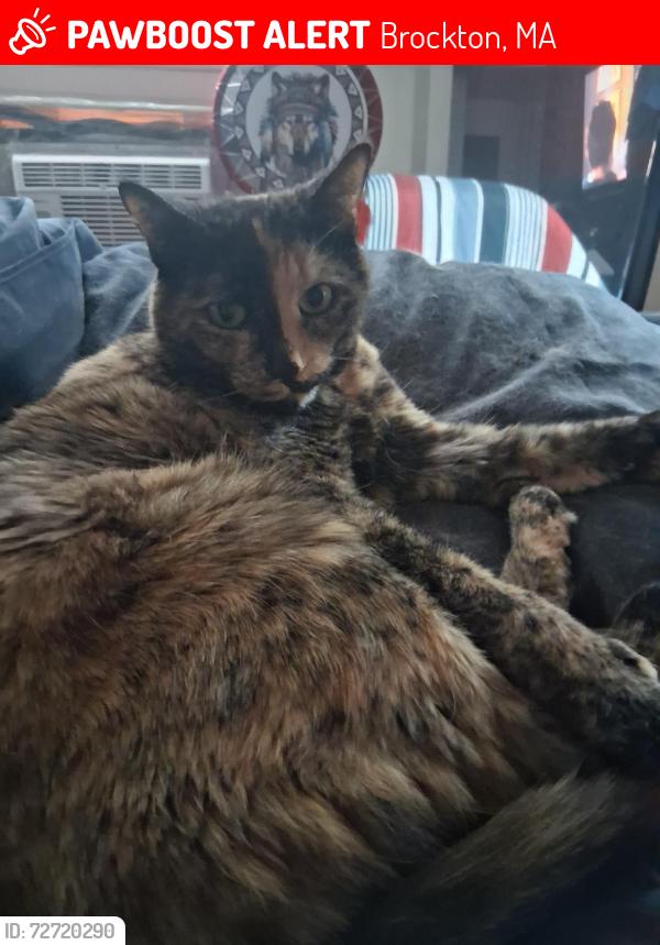 Lost Female Cat last seen Oak st, Brockton, Brockton, MA 02301