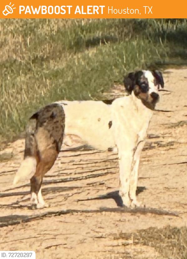 Found/Stray Unknown Dog last seen Cypress Church , Houston, TX 77429