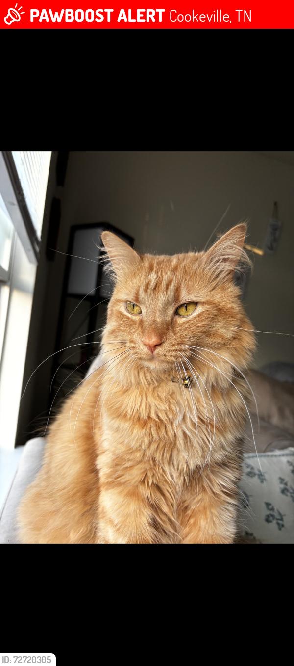 Lost Male Cat last seen Cypress creek apmts, Cookeville, TN 38501
