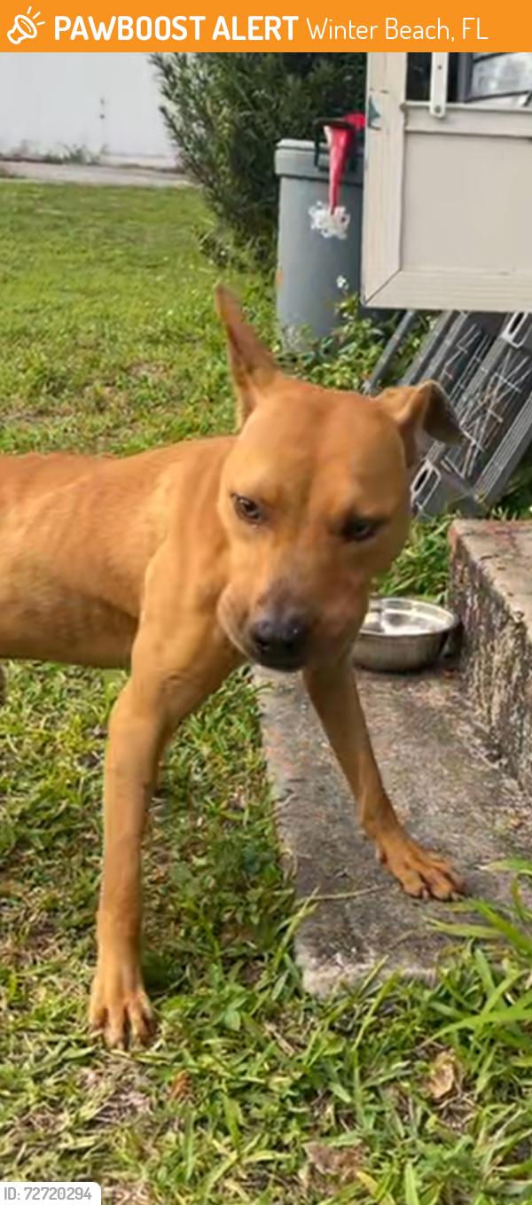 Found/Stray Male Dog last seen 69th and old Dixie Highway Vero beach, Winter Beach, FL 32967