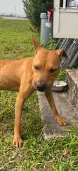 Found/Stray Male Dog last seen 69th and old Dixie Highway Vero beach, Winter Beach, FL 32967