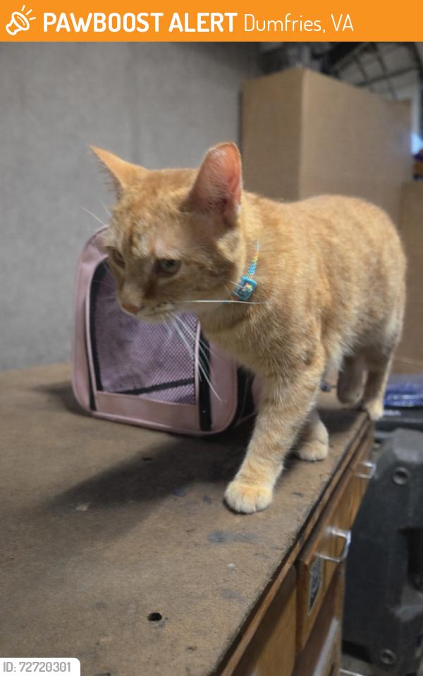 Found/Stray Male Cat last seen Van Buren st, Dumfries, VA 22026
