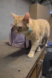 Found/Stray Male Cat last seen Van Buren st, Dumfries, VA 22026
