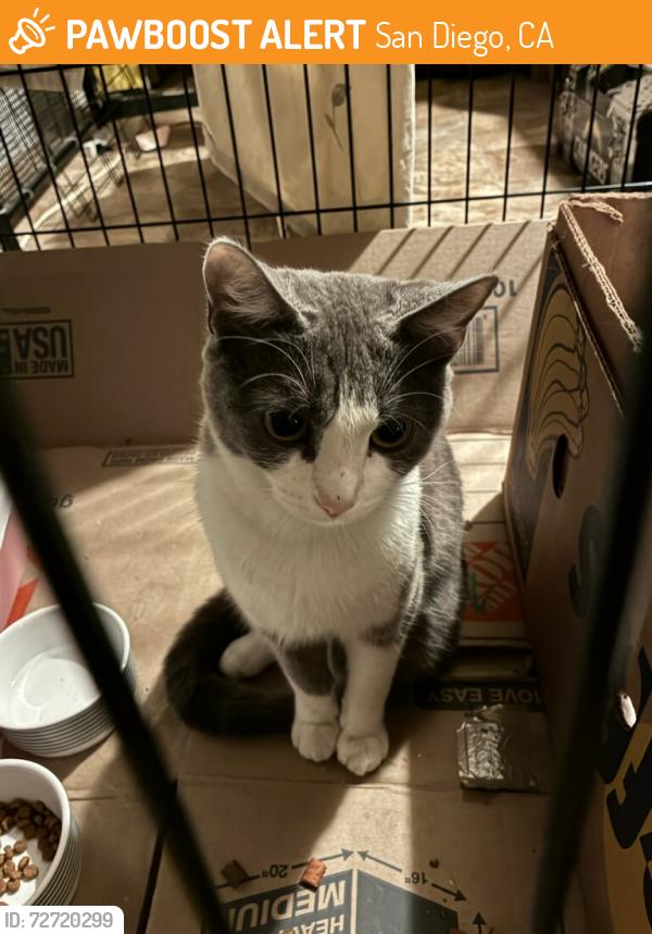 Found/Stray Female Cat last seen The Stratton apmts, San Diego, CA 92111
