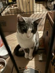 Found/Stray Female Cat last seen The Stratton apmts, San Diego, CA 92111