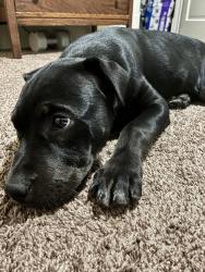 Lost Female Dog last seen mitc park plaza, Saint Joseph, MO 64503