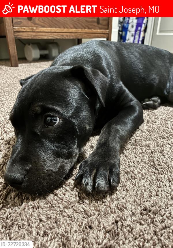 Lost Female Dog last seen mitc park plaza, Saint Joseph, MO 64503