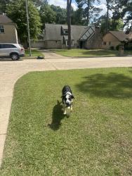 Found/Stray Male Dog last seen Fountainhead , Houston, TX 77014