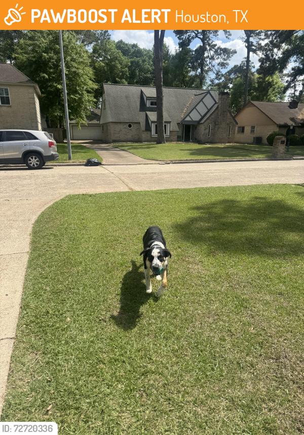 Found/Stray Male Dog last seen Fountainhead , Houston, TX 77014