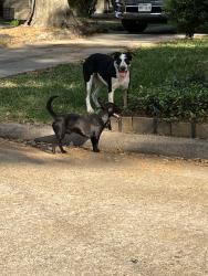 Found/Stray Male Dog last seen near the stop sign on charade dr, Houston, TX 77066