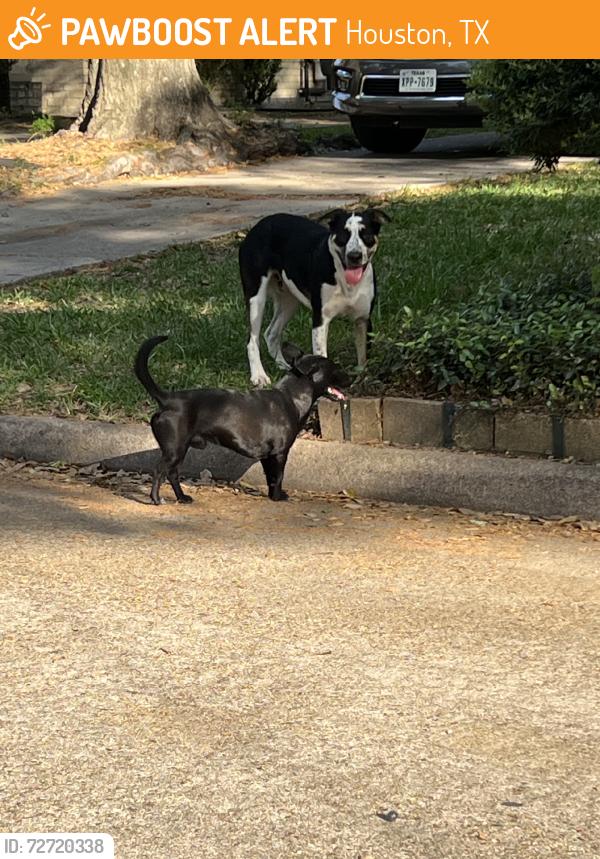 Found/Stray Male Dog last seen near the stop sign on charade dr, Houston, TX 77066
