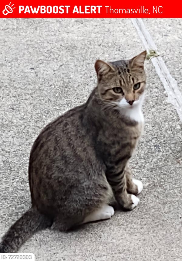 Lost Male Cat last seen Rich Hilton and Whitehart school road, Thomasville, NC 27360