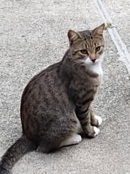 Lost Male Cat last seen Rich Hilton and Whitehart school road, Thomasville, NC 27360