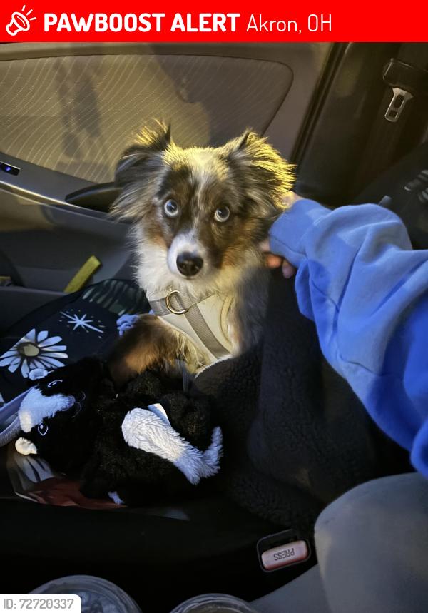 Lost Male Dog last seen sunnyside, Akron, OH 44303