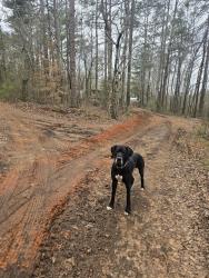 Lost Male Dog last seen Jones mill rd, Carroll County, GA 30185