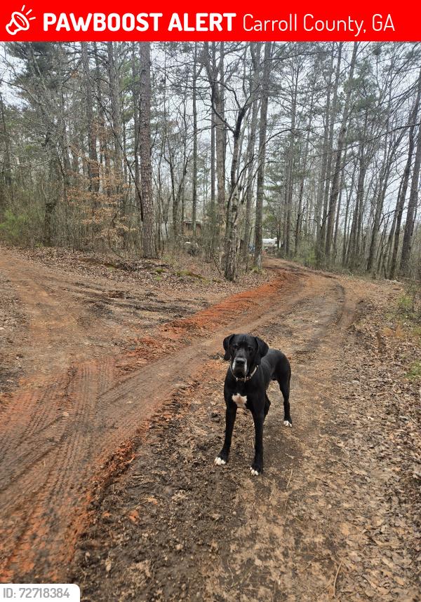 Lost Male Dog last seen Jones mill rd, Carroll County, GA 30185