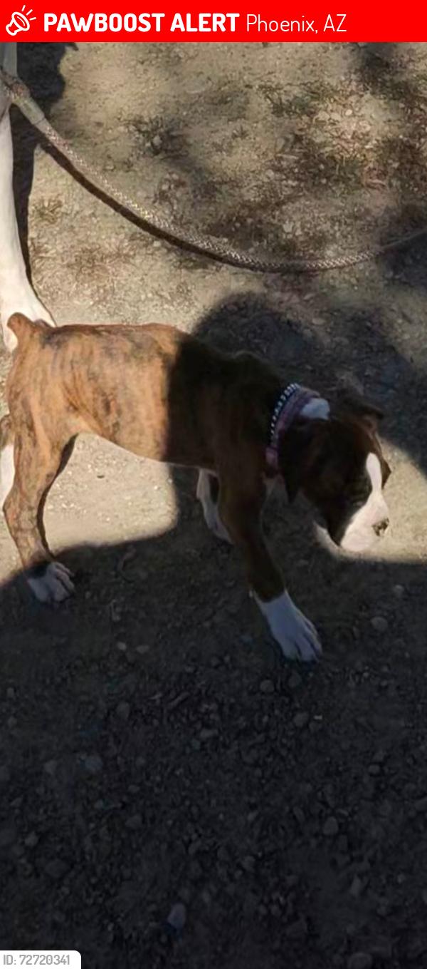 Lost Female Dog last seen Burger, king., Phoenix, AZ 85009