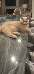 Lost Male Cat last seen Fountain ey library , Fountain Valley, CA 92708