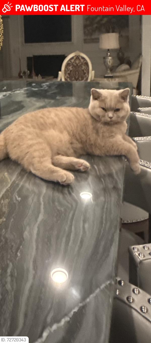 Lost Male Cat last seen Fountain ey library , Fountain Valley, CA 92708