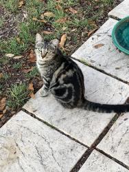 Lost Male Cat last seen Buckaroo, San Antonio, TX 78213