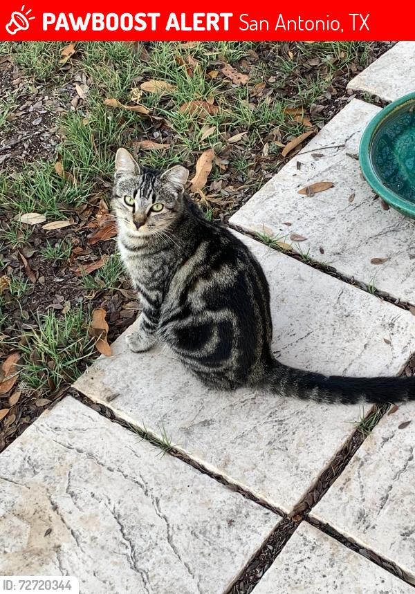 Lost Male Cat last seen Buckaroo, San Antonio, TX 78213