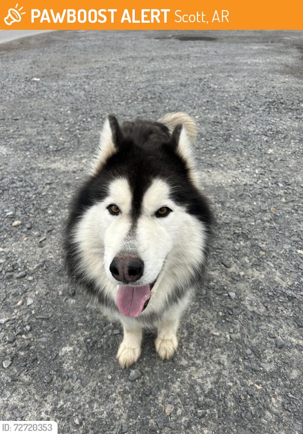 Found/Stray Male Dog last seen Scott, AR, Scott, AR 72142
