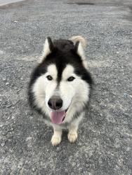 Found/Stray Male Dog last seen Scott, AR, Scott, AR 72142