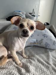 Lost Female Dog last seen At  near Bushnell , Riverside, CA 92505