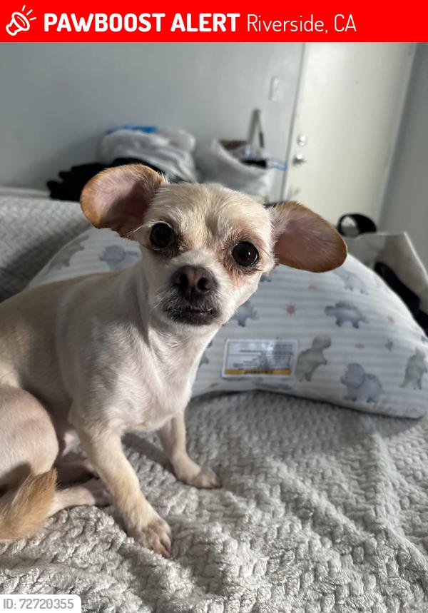 Lost Female Dog last seen At  near Bushnell , Riverside, CA 92505