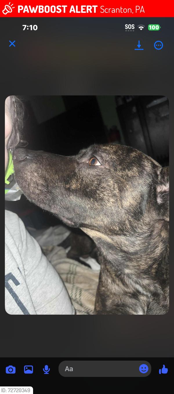 Lost Male Dog last seen Valley View Projects, Scranton, PA 18505