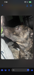 Lost Male Dog last seen Valley View Projects, Scranton, PA 18505