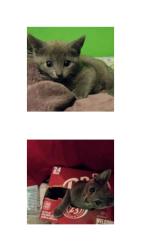Lost Female Cat last seen Corner of Reynolds Street in Curtis Street, Middletown, OH 45044