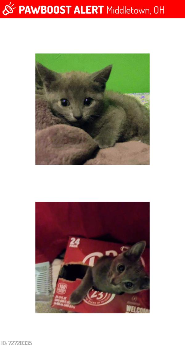 Lost Female Cat last seen Corner of Reynolds Street in Curtis Street, Middletown, OH 45044