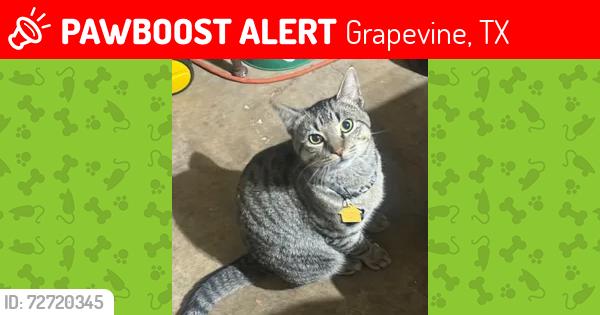Lost Male Cat last seen O'Dell Ct. and W.T. Parr Rd., Grapevine, TX 76051