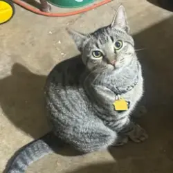 Lost Male Cat last seen O'Dell Ct. and W.T. Parr Rd., Grapevine, TX 76051