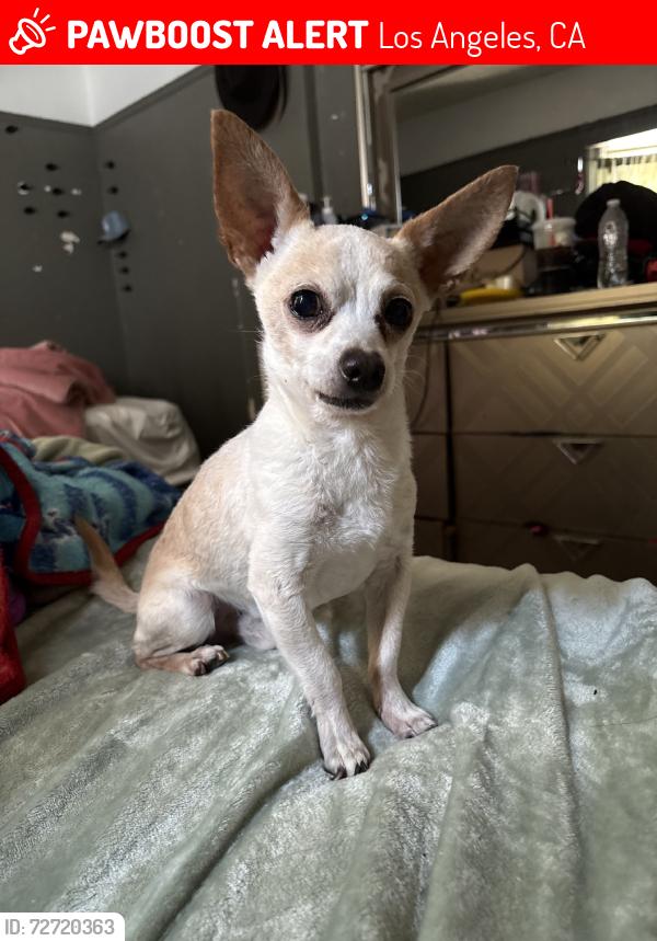 Lost Male Dog last seen Adam San Pedro, Los Angeles, CA 90011