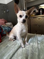 Lost Male Dog last seen Adam San Pedro, Los Angeles, CA 90011
