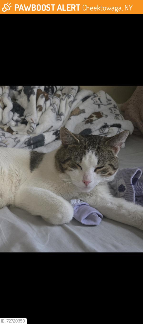 Found/Stray Male Cat last seen Kensington /Cleveland hill Cheektowaga, Cheektowaga, NY 14215