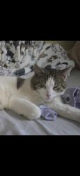 Found/Stray Male Cat last seen Kensington /Cleveland hill Cheektowaga, Cheektowaga, NY 14215