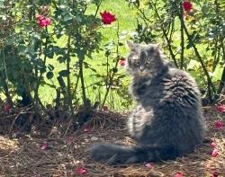 Lost Female Cat last seen New hwy 96, Franklin, TN 37069