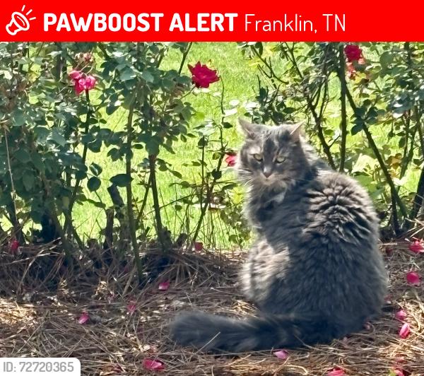 Lost Female Cat last seen New hwy 96, Franklin, TN 37069