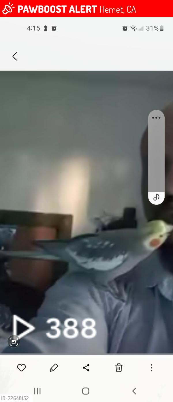 Lost Male Bird last seen Devonshire and Kirby, Hemet, CA 92545