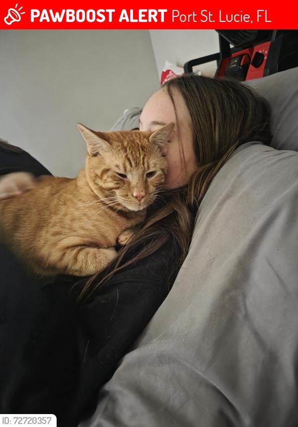 Lost Male Cat last seen SW Stillman/Pierson/Tulip blvd, Port St. Lucie, FL 34953