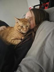 Lost Male Cat last seen SW Stillman/Pierson/Tulip blvd, Port St. Lucie, FL 34953