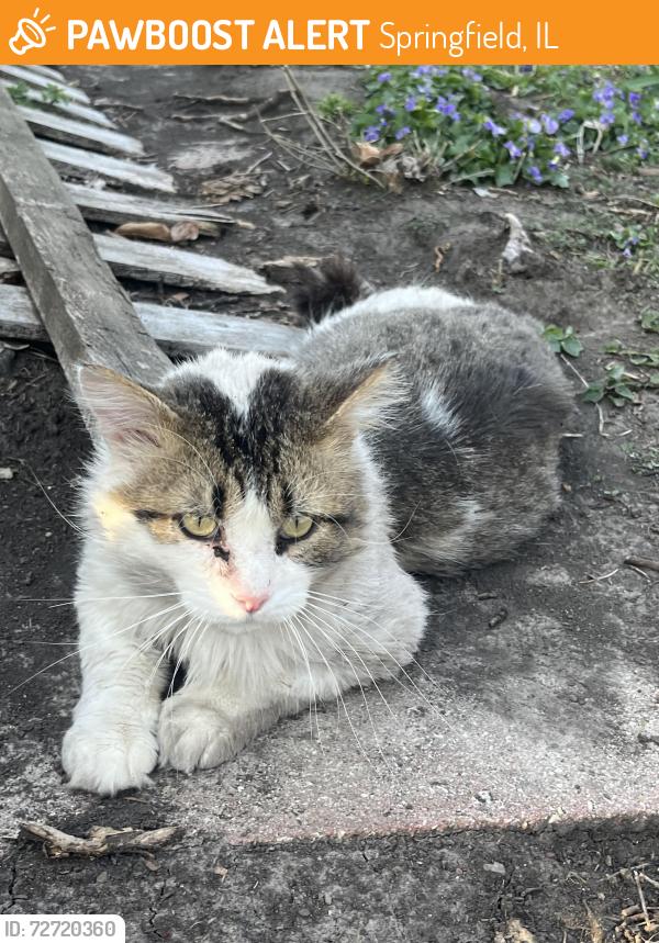 Found/Stray Unknown Cat last seen Bryn Mawr and 5th, Springfield, IL 62703