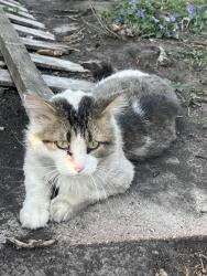 Found/Stray Unknown Cat last seen Bryn Mawr and 5th, Springfield, IL 62703