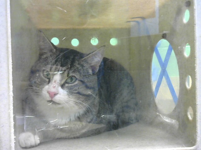 Shelter Stray Unknown Cat last seen Near BLOCK CRANOR RD - 2 MONTHS, 285 John R Rice Blvd, Murfreesboro, TN 37129, USA